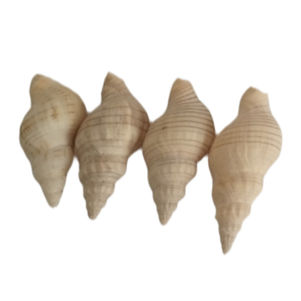 صدف تزئینی آکواریوم مدل C03 بسته 4 عددی