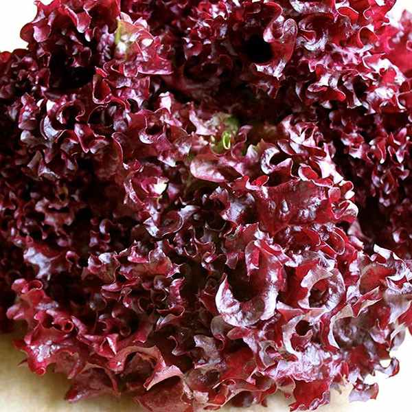 بذر کاهو مجعد قرمز آرزومان کد 11531