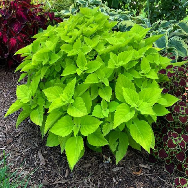 بذر گل حسن یوسف گلدن سانیا سید مدل SS58 بذر گل حسن یوسف گلدن سانیا سید مدل SS58