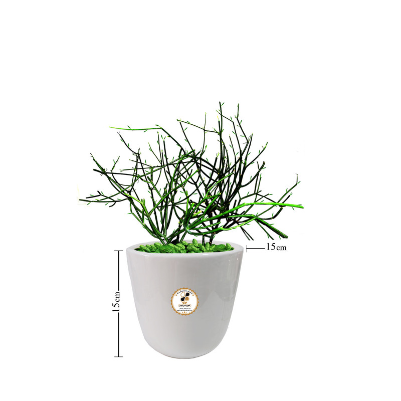 گیاه طبیعی افوربیا تیروکالی شرکت گلباران سبز گیلان مدل GN13-3TS