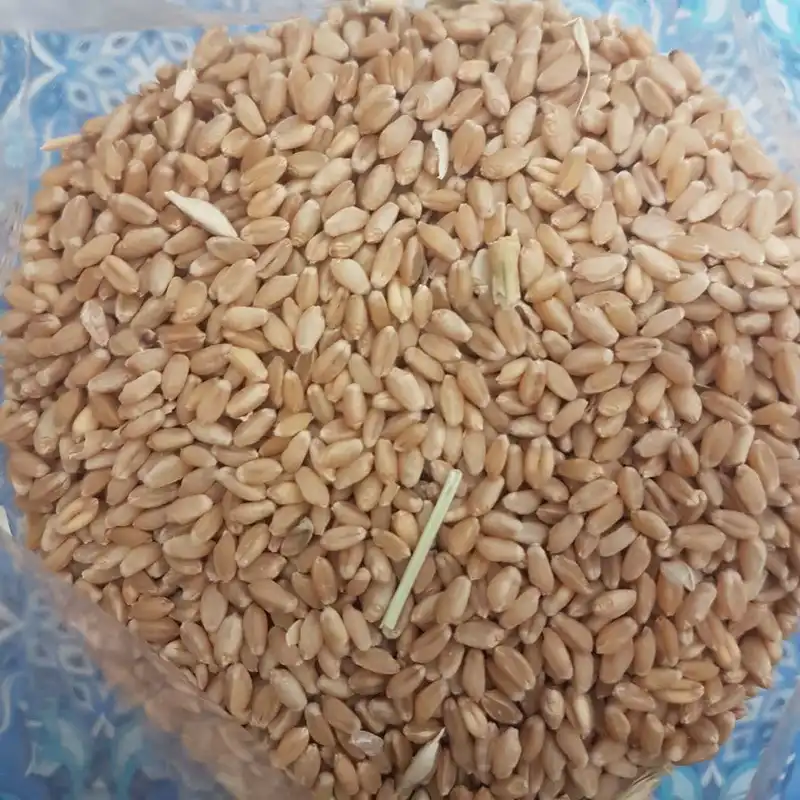 غذای پرندگان کاسنر مدل گندم مرغی وزن 3000 گرم