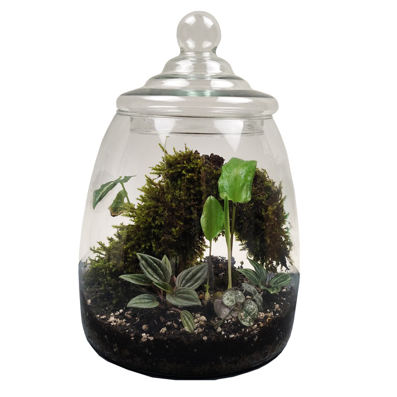 تراریوم طبیعی مایا تراریوم مدل 1103