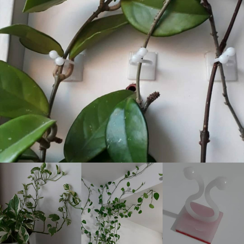 قیم بند مدل پتوس بسته 100 عددی