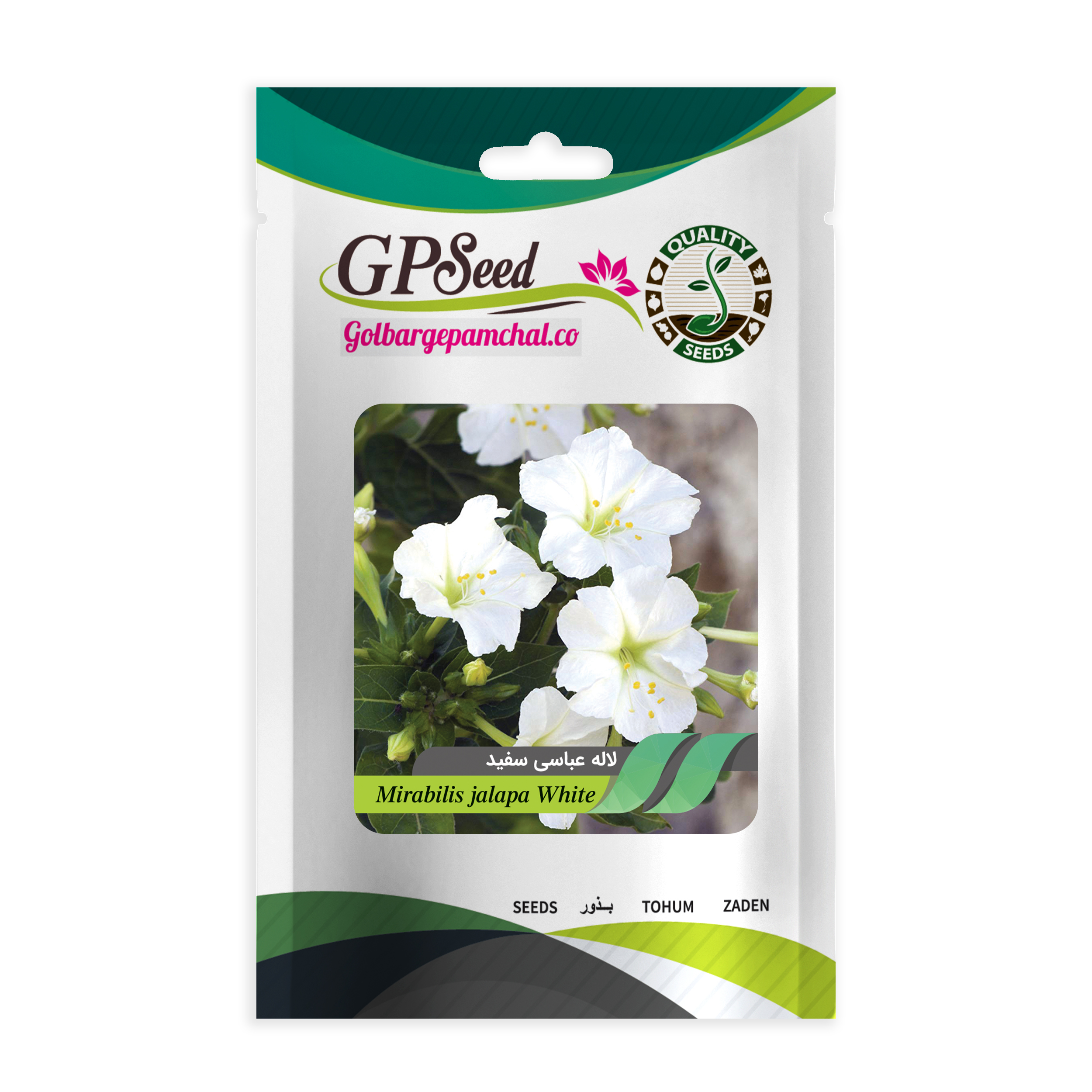 بذر گل لاله عباسی سفید گلدانی گلبرگ پامچال کد GPF-298