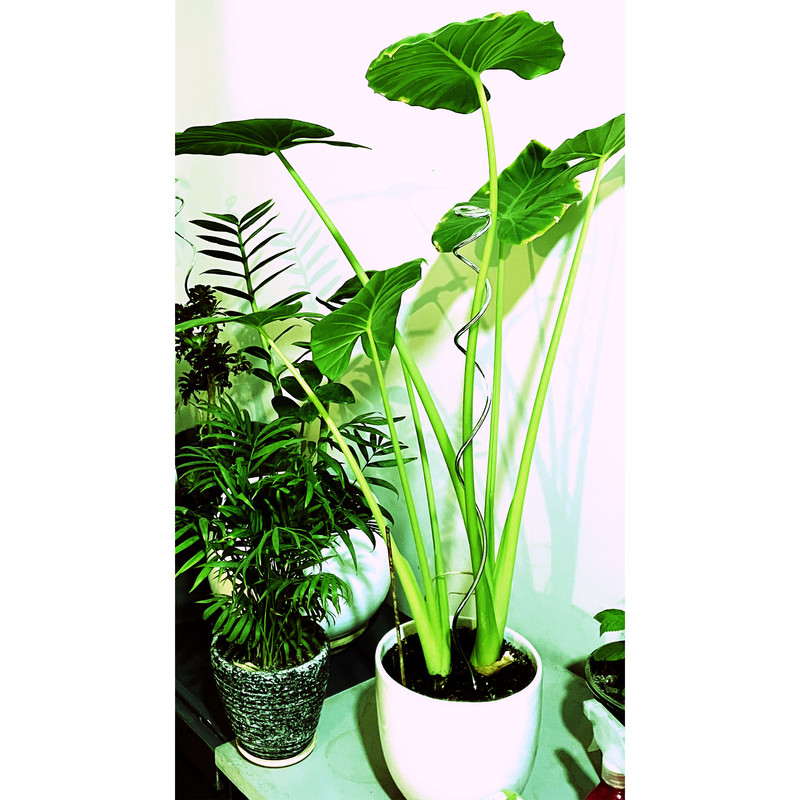 قیم بند مدل sorx