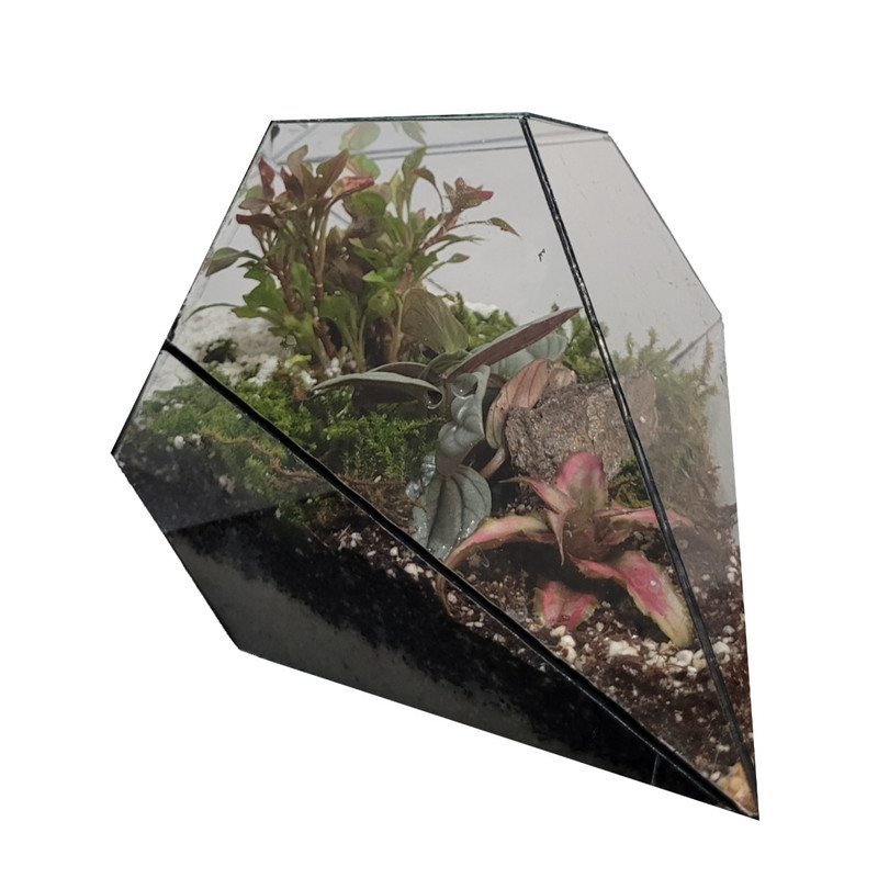 گیاه طبیعی تراریومی یاقوت مدل 09 گیاه طبیعی تراریومی یاقوت مدل 09