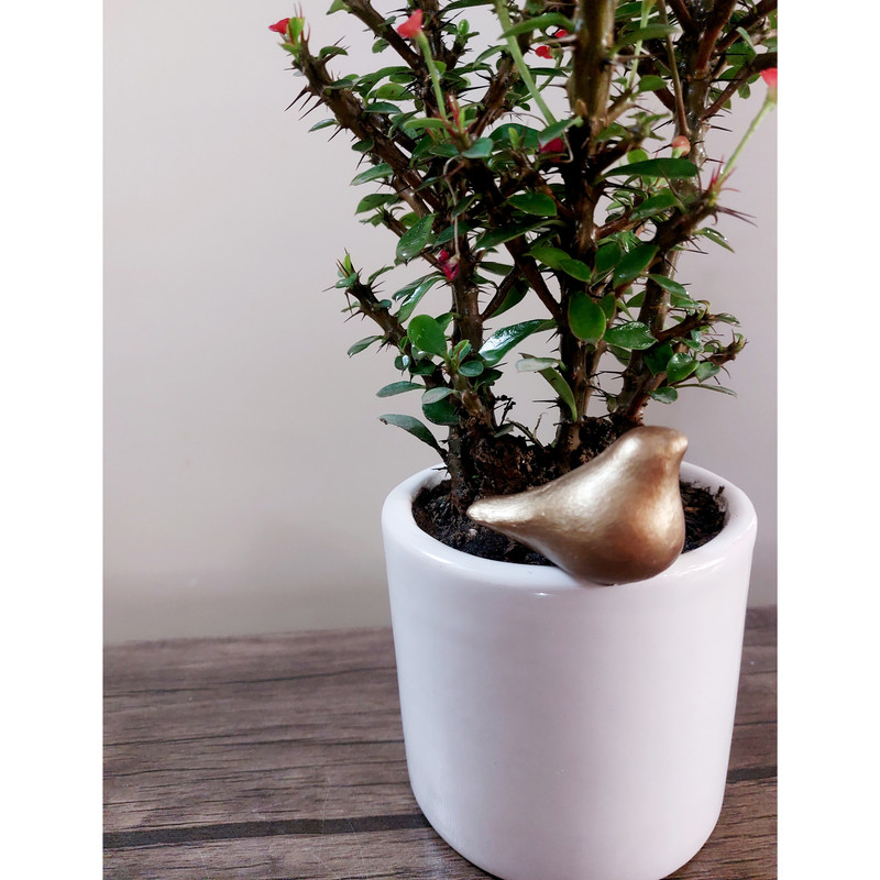 گیاه طبیعی مرجان مینیاتوری مدل G-12