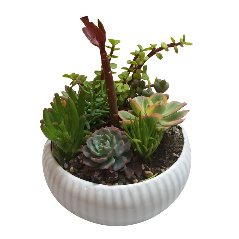 گل طبیعی کاکتوس مدل 01 گل طبیعی کاکتوس مدل 01