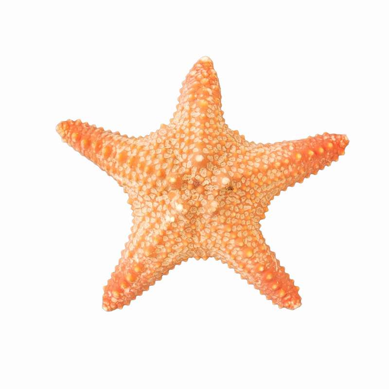 ستاره دریایی تزیینی مدل n22