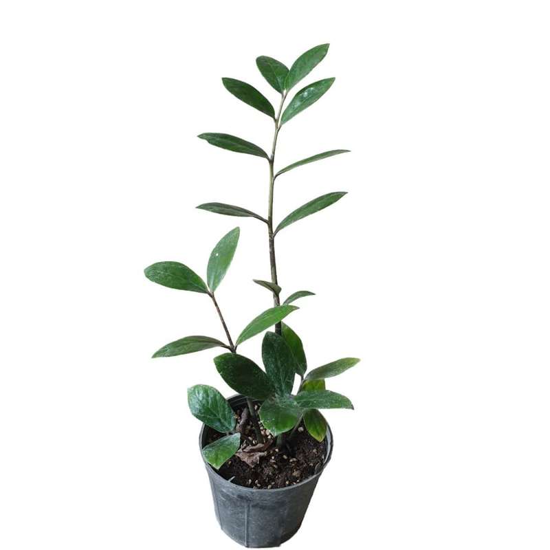 گیاه طبیعی زاموفیلیا کد 12