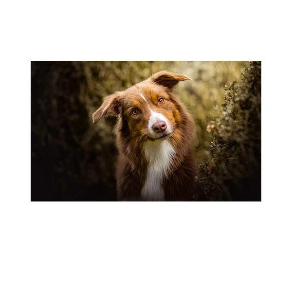    پادری طرح حیوانات کد M35M001-MA0074 سایز 76x46 سانتی متر