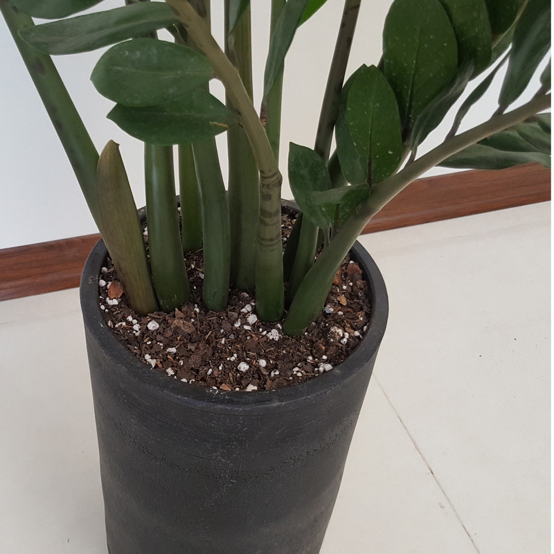 گیاه طبیعی زاموفیلیا مدل کلکسیونی کد 78