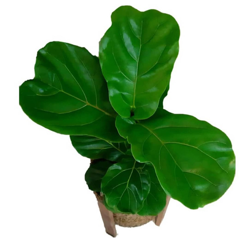 گیاه طبیعی فیکوس آفریقایی مدل P1001 گیاه طبیعی فیکوس آفریقایی مدل P1001