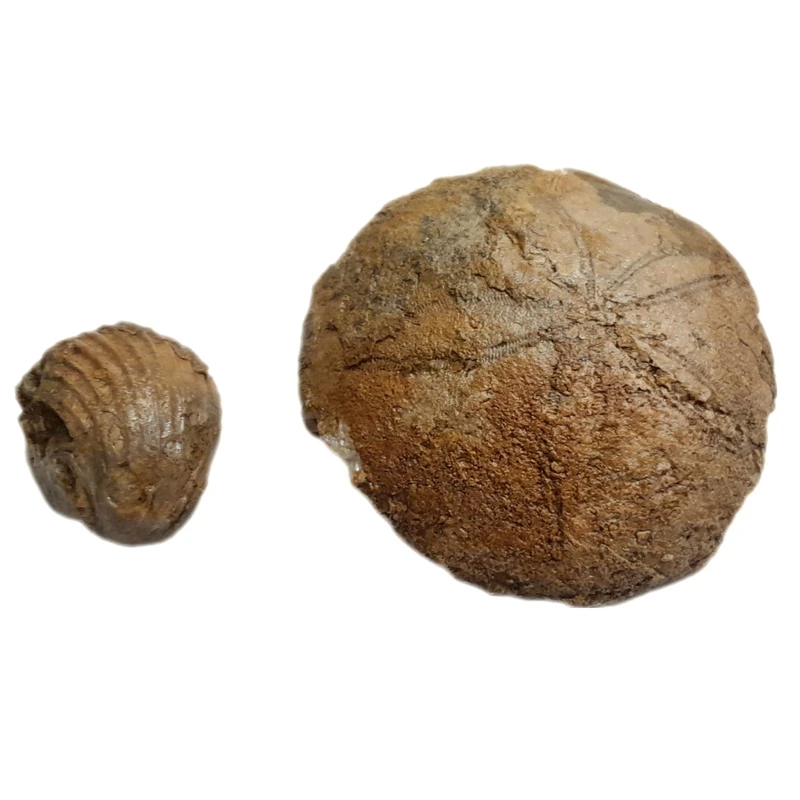 عکس شماره 2 : سنگ راف مدل فسیل صدف و ستاره دریایی کد 476 بسته 2 عددی