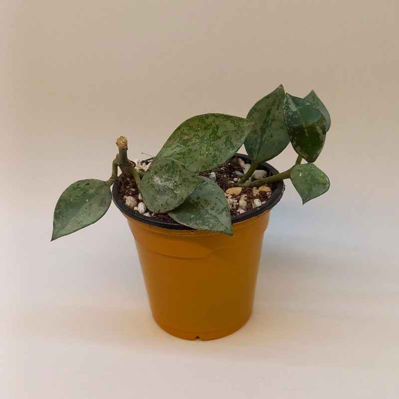 گیاه طبیعی هویا کروهینا کد 0095