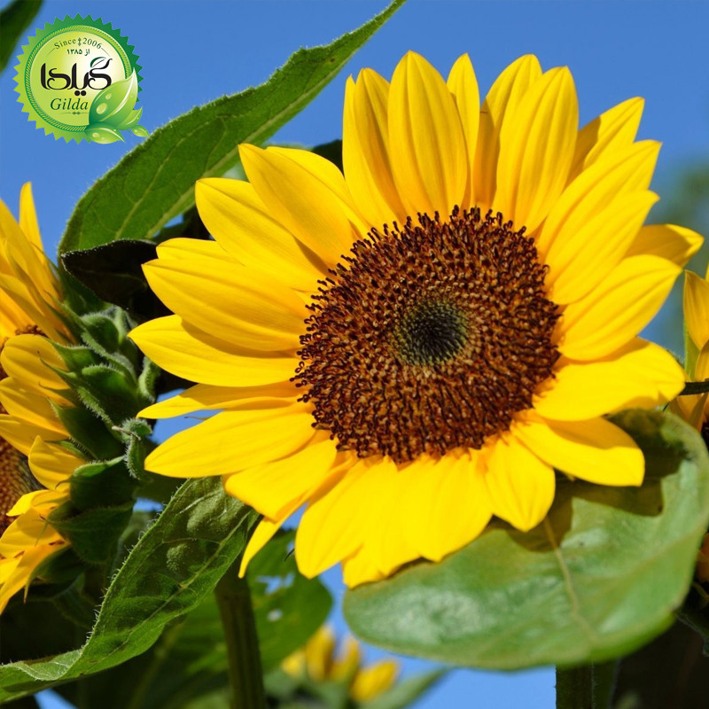 بذر آفتابگردان زینتی گیلدا کد 831