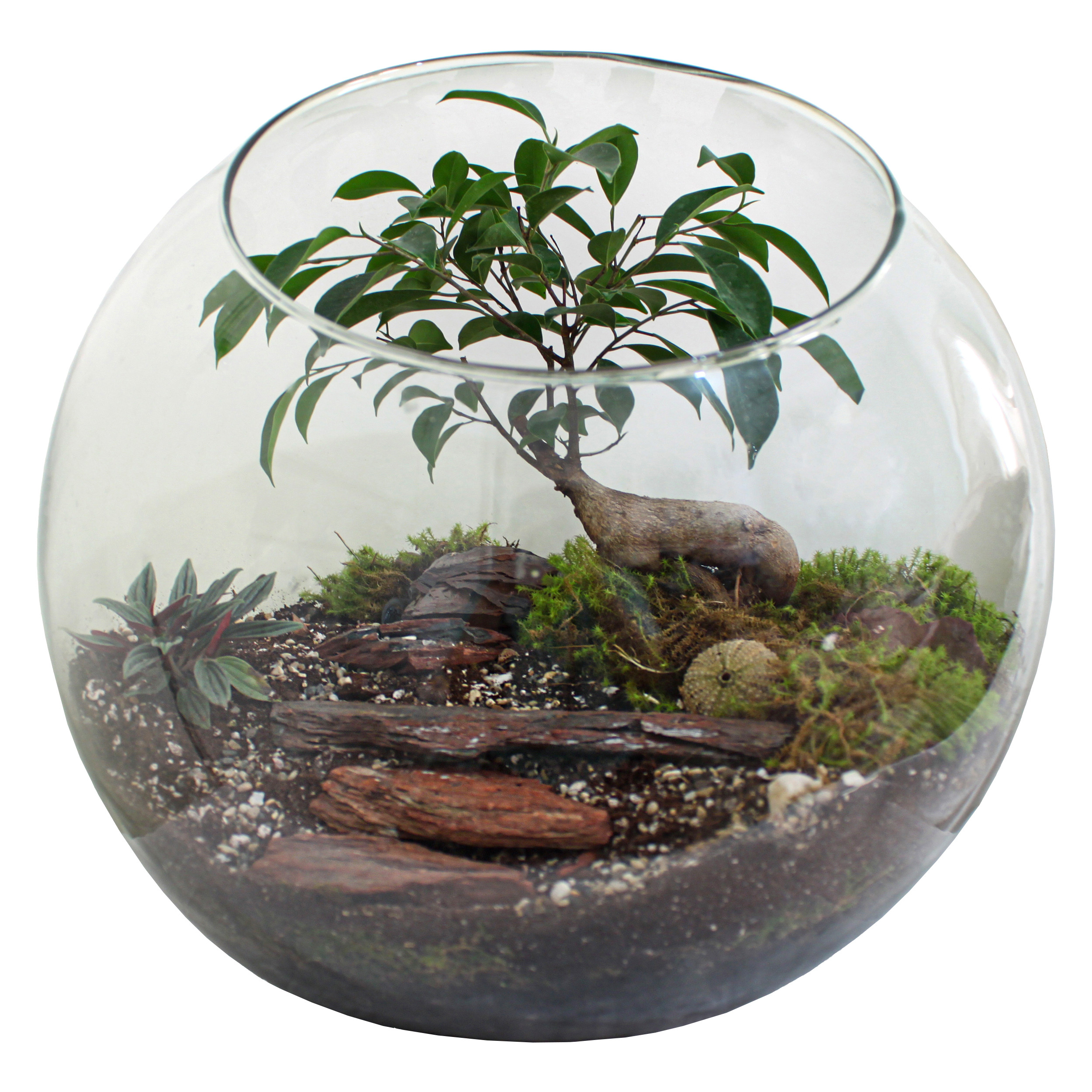 تراریوم گیاه طبیعی کد huge-7000