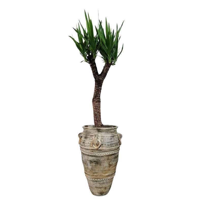 گیاه طبیعی یوکا مدل 1224 گیاه طبیعی یوکا مدل 1224