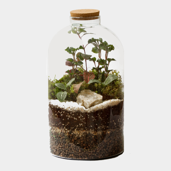 گیاه طبیعی تراریوم مدل ستاره کد g-tr-sol-124-8