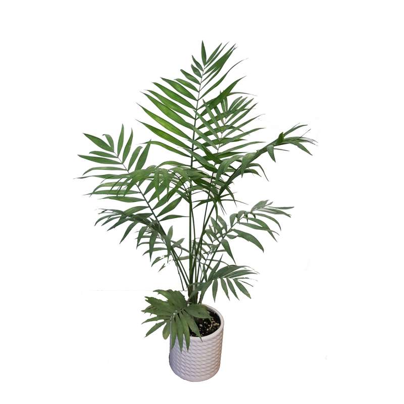 نخل زینتی شامادورا مدل مکزیکی نخل زینتی شامادورا مدل مکزیکی