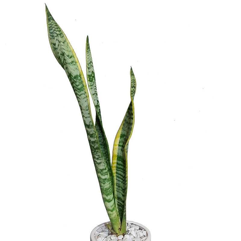 گیاه طبیعی سانسوریا کد T8 گیاه طبیعی سانسوریا کد T8