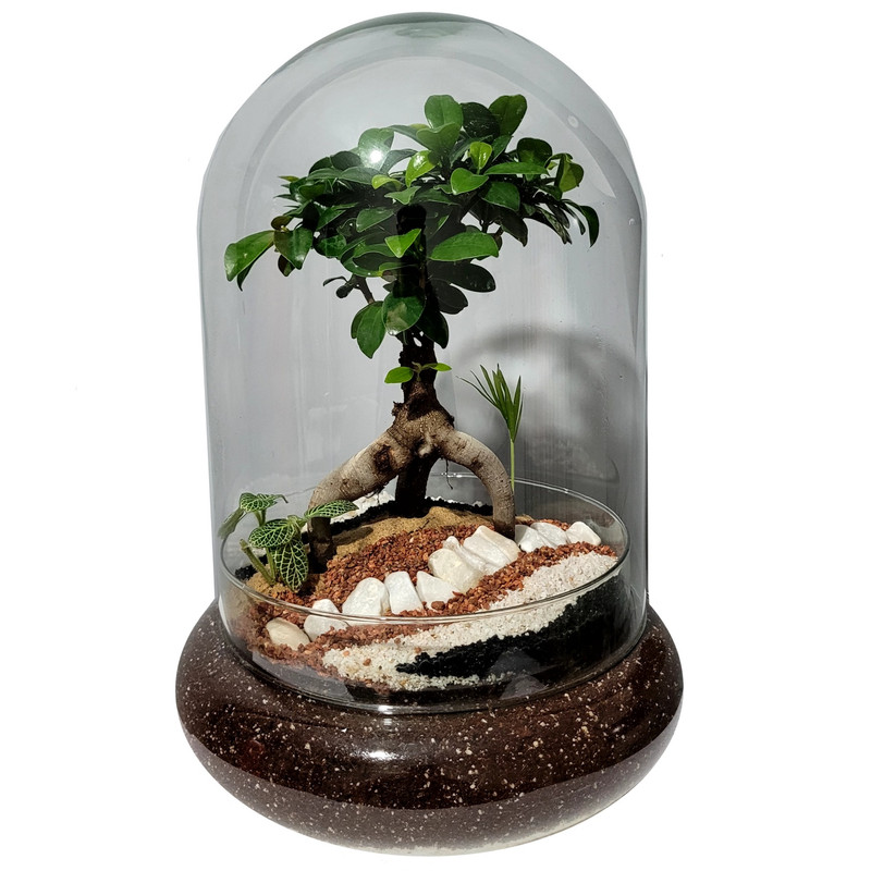 تراریوم بونسای فیکوس رتوزا مدل 01