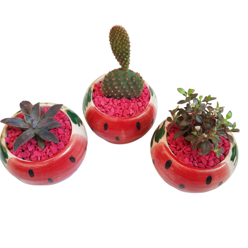 گیاه طبیعی خانواده ساکولنت و کاکتوس مدل یلدا طرح هندوانه گیاه طبیعی خانواده ساکولنت و کاکتوس مدل یلدا طرح هندوانه