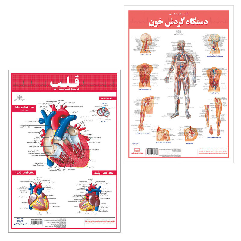 پوستر آموزشی انتشارات اندیشه کهن مدل کالبدشناسی قلب و گردش خون مجموعه 2 عددی