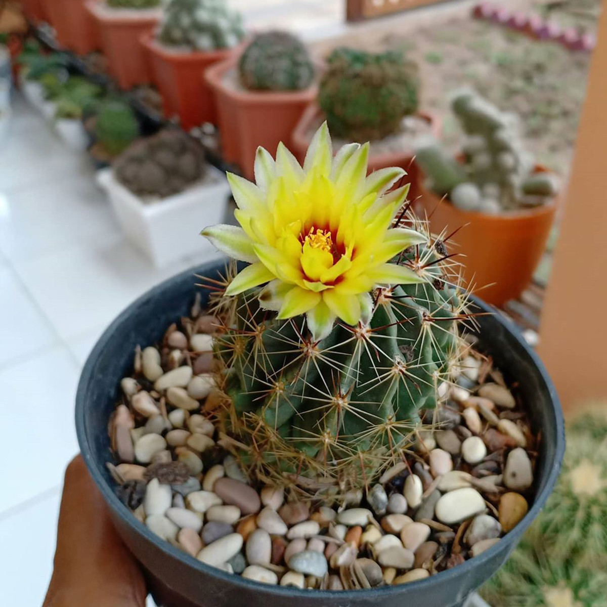 بذر کاکتوس هاماتو وانیا سید مدل V30 بذر کاکتوس هاماتو وانیا سید مدل V30