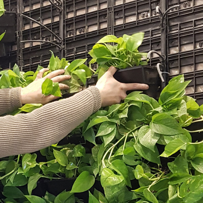 گلدان دیواری طرح دیوار سبز مدل Lotus بسته 6 عددی