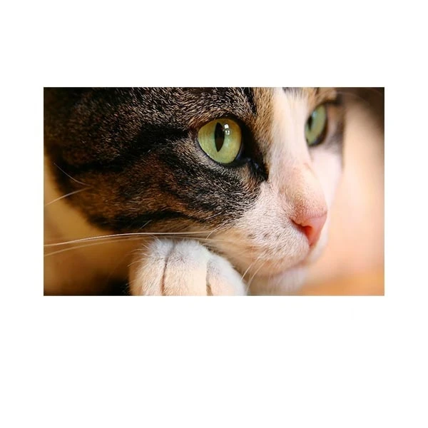   پادری مدل حیوانات کد HSHMA0013 سایز 76x46 سانتی متر