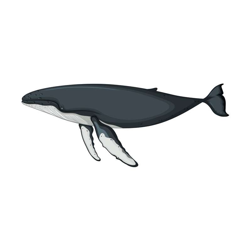 استیکر دیواری کودک مدل نهنگ کد 1443