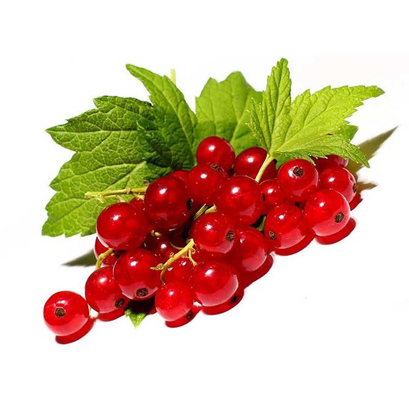 بذر انگور رد کارنت فصل سبز کد FSSEED-31