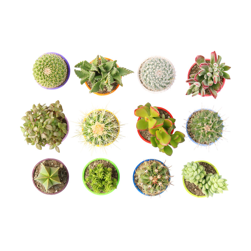 گیاه طبیعی کاکتوس و ساکولنت آیدین کاکتوس کد CB-057 بسته 12 عددی