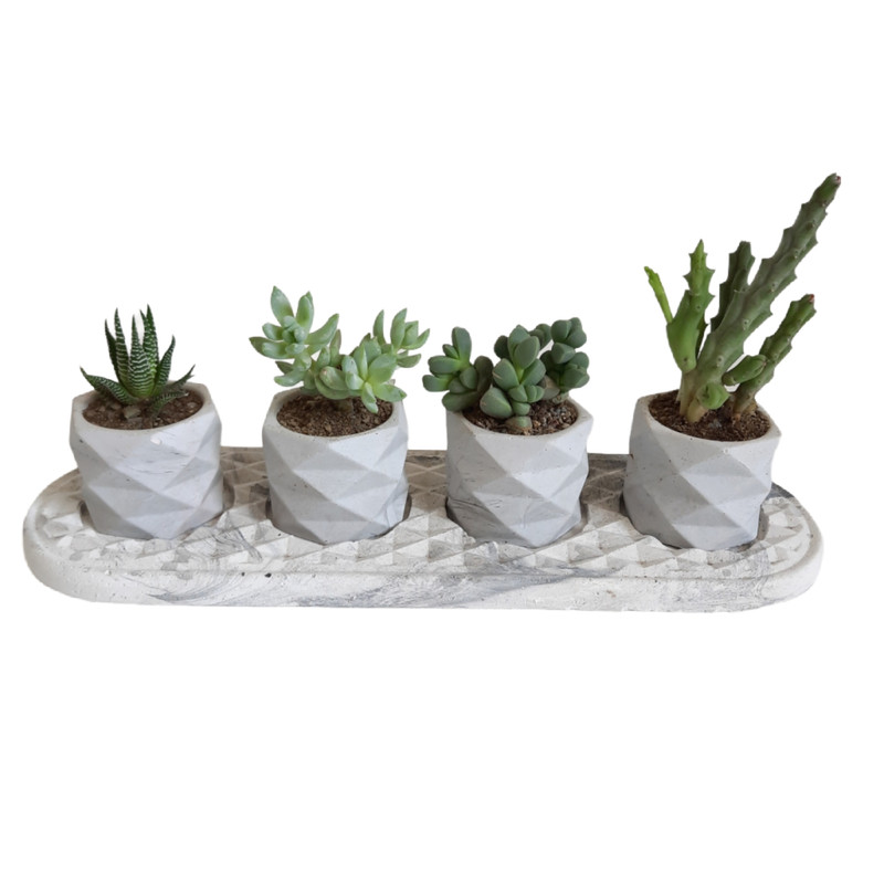 گیاه طبیعی مدل ساکولنت و کاکتوس مجموعه 5 عددی