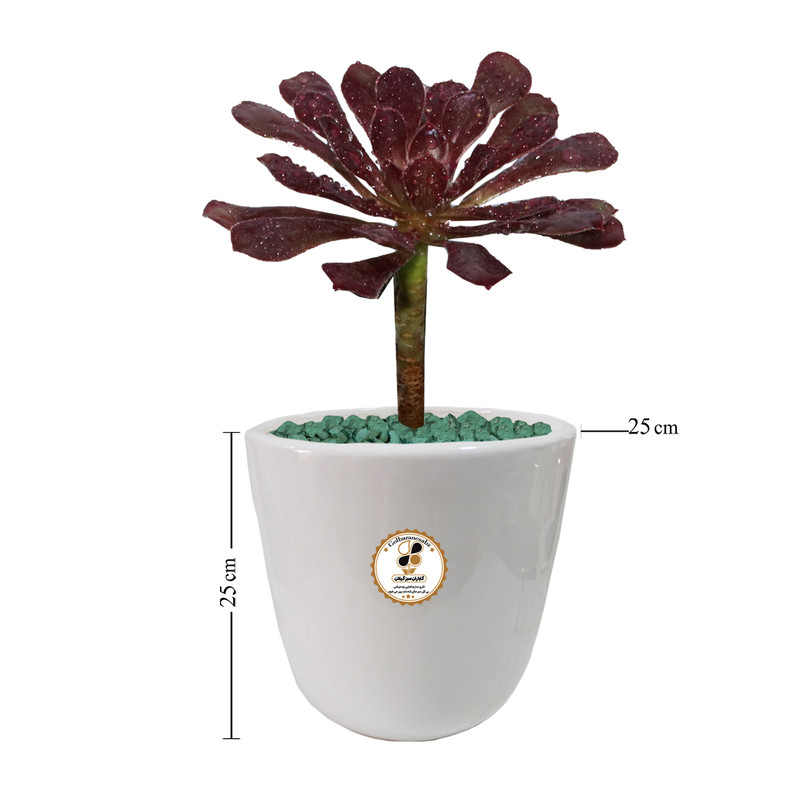 گیاه آئونیوم ناز بشقابی قرمز شرکت گلباران سبز گیلان مدل GN12-27AL