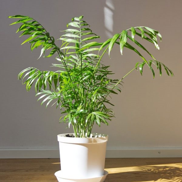 بذر نخل شامادورا سانیا سید مدل S118