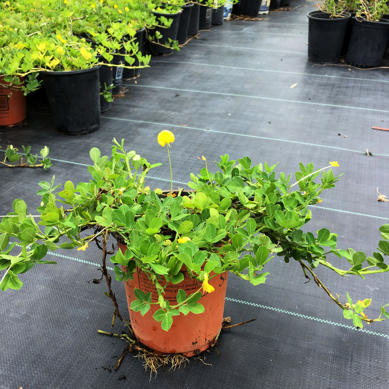 بذر بادام زمینی وانیا سید کد L12 مجموعه 3 عددی