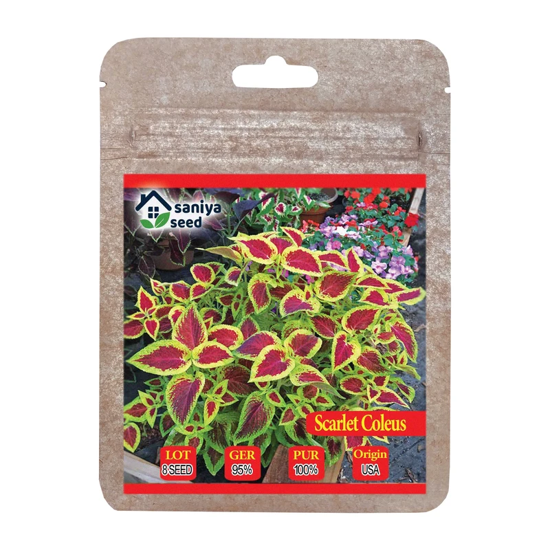 بذر گل حسن یوسف اسکارلت سانیا سید مدل ss52