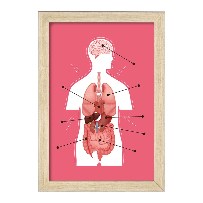 تابلو خندالو مدل ماکت بدن انسان کد F1703