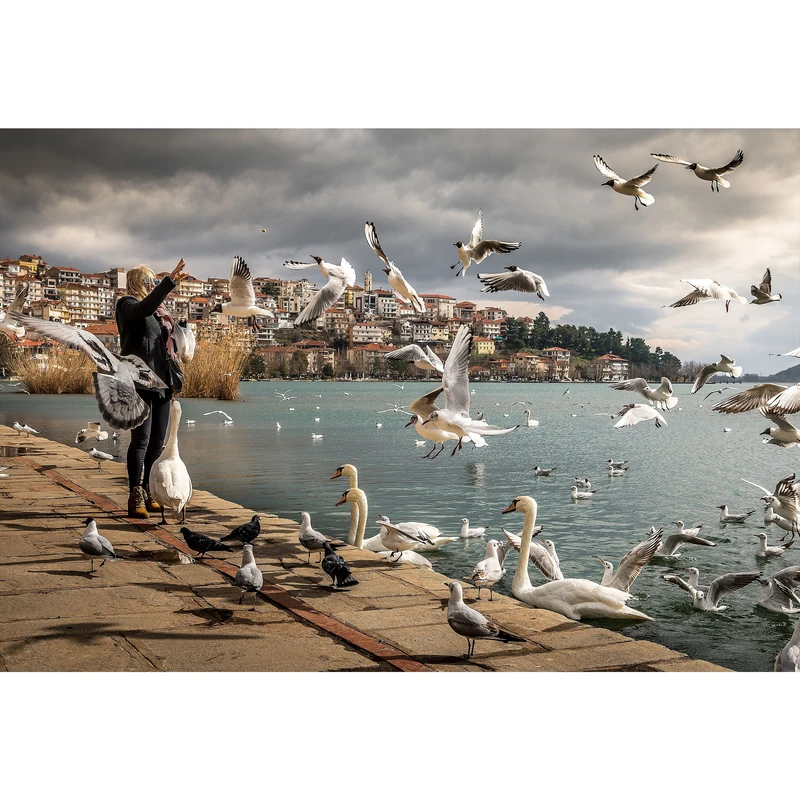 تابلو شاسی طرح زن کنار دریا و قو و مرغ دریایی مدل T1730