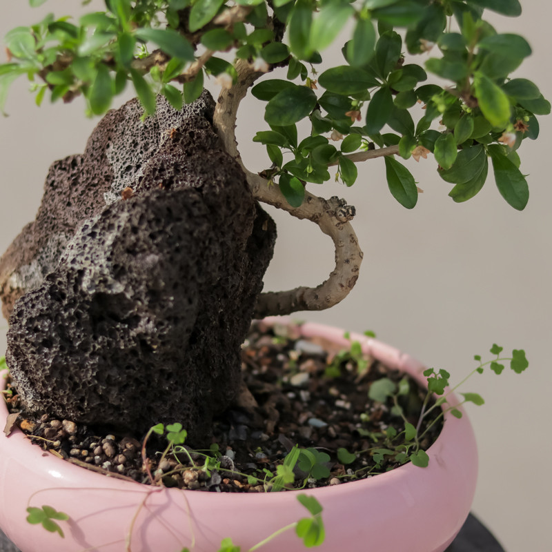 گیاه طبیعی بونسای گلدار کارمونا مدل 6810 گیاه طبیعی بونسای گلدار کارمونا مدل 6810