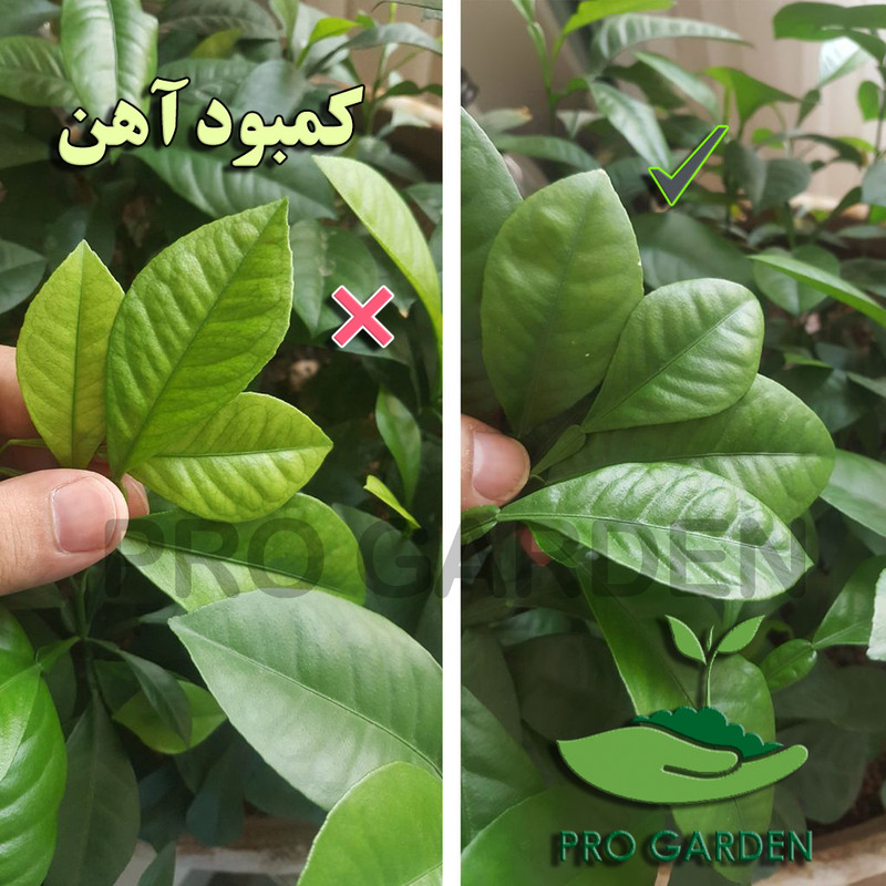 کود کلات آهن 6 درصد مایع پروگاردن مدل اورتو اورتو وزن 80 گرم کود کلات آهن 6 درصد مایع پروگاردن مدل اورتو اورتو وزن 80 گرم