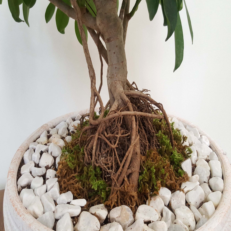 گیاه طبیعی بونسای شفلرا مدل کلکسیونی کد 900