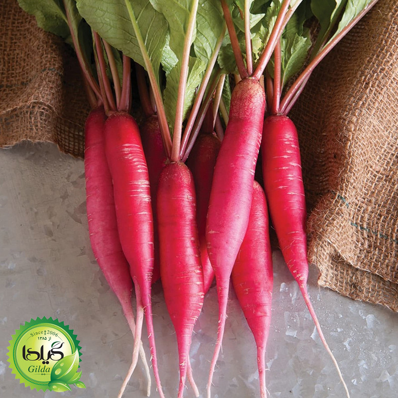 بذر ترپ قرمز کشیده گیلدا کد 216