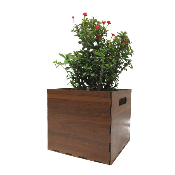 گیاه طبیعی مرجان ناردونه کد M01 گیاه طبیعی مرجان ناردونه کد M01