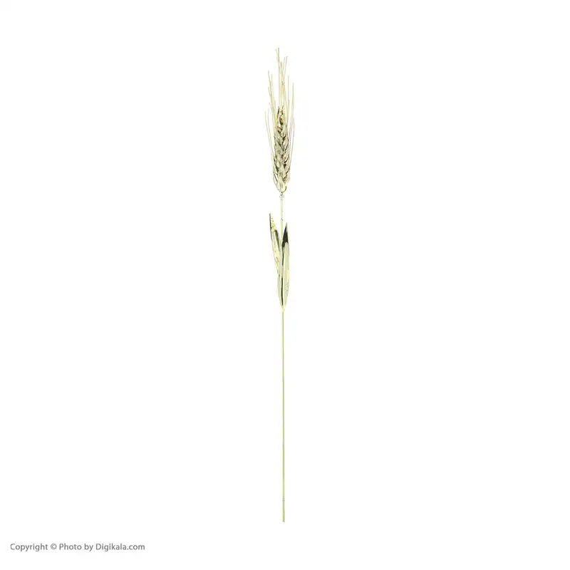 گل مسی طرح گندم کد 001
