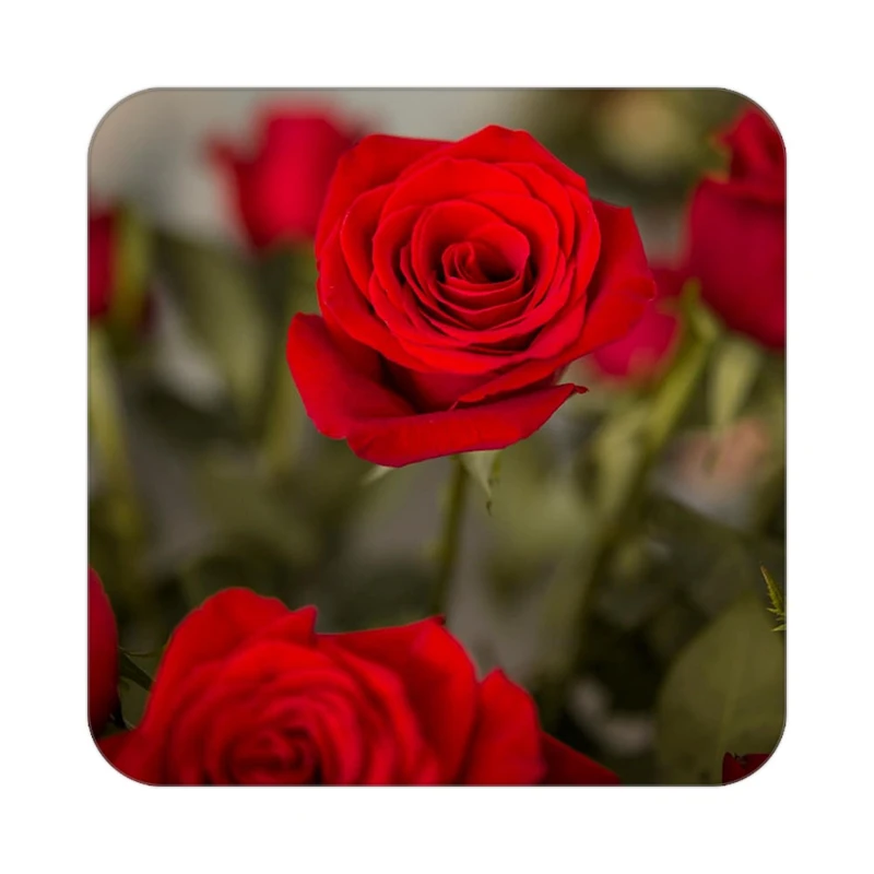 زیر لیوانی کاکتی طرح گل مدل mp18632