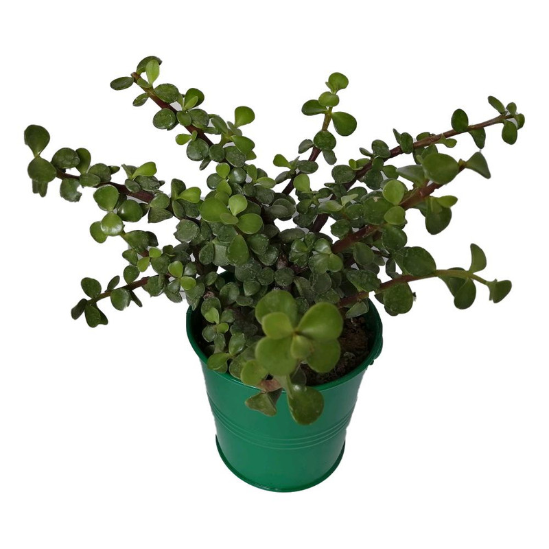 گیاه طبیعی کراسولا خرفه ای کد rf04