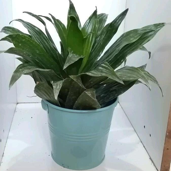 گیاه طبیعی دراسنا کامپکت کد zf03